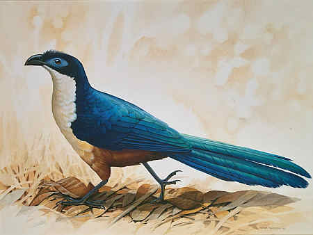 Peter Schouten, Rekonstruktionsbild des ausgestorbenen Seidenkuckucks (Delalandecoua).