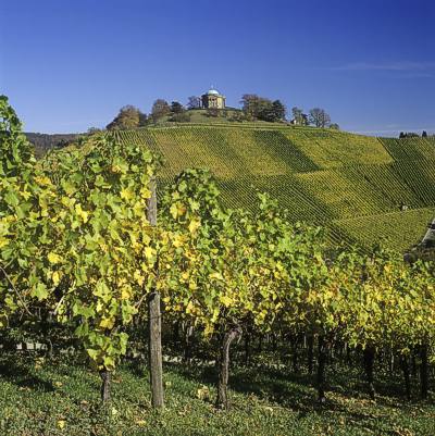 Inmitten von Reben: Der W�rttemberg mit der Grabkapelle