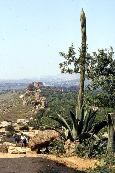Aus dem Archiv von Landeskunde online: Agave mit Bl&uuml;tenstand bei Agrigent, Sizilien