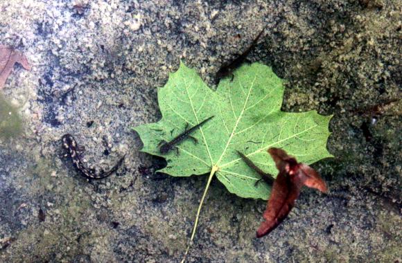Selbst im Laichbecken gef&auml;hrdet: Feuersalamander und Bergmolche