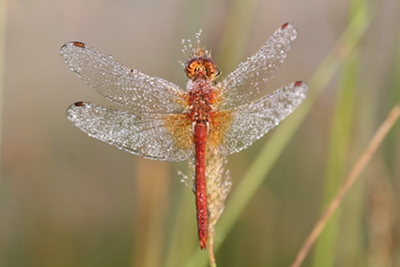 Gefleckte Heidelibelle - Bild von Franz-Josef Schiel