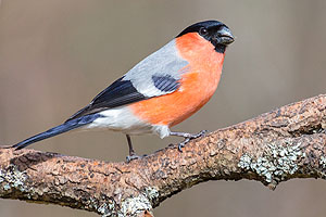 Das Männchen des Gimpels oder Dompfaffs ist immer ein farbenprächtiger Anblick (© Sebastian Schröder-Esch)