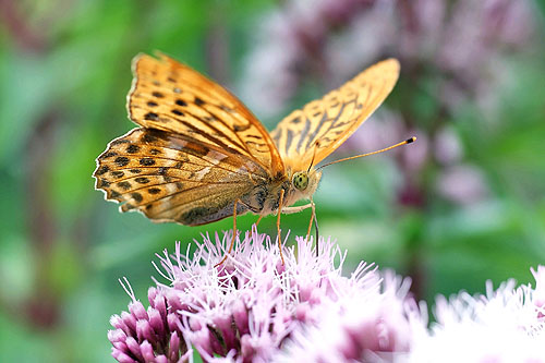 Das Siegerfoto „Kaisermantel“ von Thomas Glaisner zeigt eine im Naturpark Südschwarzwald vorkommende Schmetterlingsart. © Thomas Glaisner