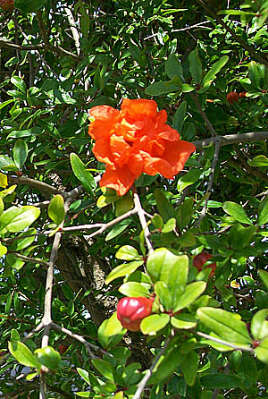 Blüte und Fruchtstand des Granatapfelbaums (Punica granatum)