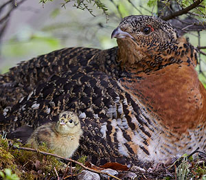 Auerhenne mit Küken. Foto: Markus Varesvou/NPS