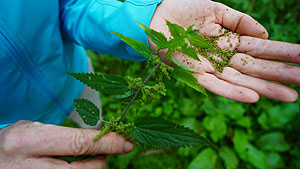 Die Heilkräfte der Natur entdecken mit Naturpark-Gästeführerin und Heilpflanzenexpertin Gisela Schreiber. © Gisela Schreiber