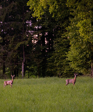 Bereit zu flüchten: Anstatt in Ruhe zu äsen, beobachten diese Rehe aufmerksam ihre Umgebung. (© Andreas Schantl/Unsplash)