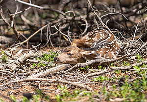 Kaum zu sehen, aber dennoch da: Wildtiere sind oftmals gut getarnt oder versteckt, sodass wir Menschen sie nur selten wahrnehmen, obwohl wir mitten in ihrem Lebensraum unterwegs sind. (© Christopher Jolly/Unsplash)