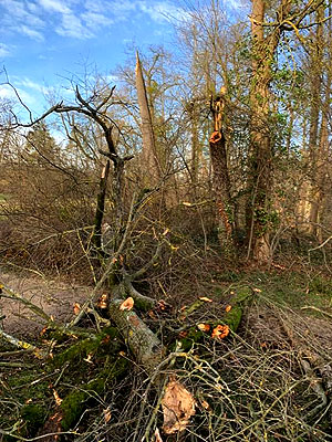 Sturmschaden im schlossgarten Schwetzingen