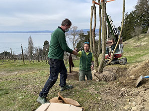 Mit Unterstützung pflanzt Daniel Brogle, Betriebsleiter der Arenenberger Gärtnerei, die Trauerweide für das Napoleongrab. Bild: pr2