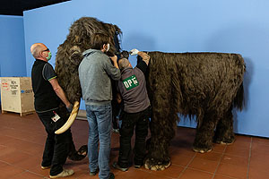 Zusammensetzen des Mammuts in der Ausstellung "Eiszeit-Safari" : Jetzt fehlt nur noch das Rückenteil. / © rem, Foto: Rebecca Kind 