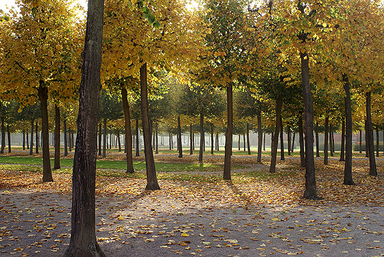 Unten: Schlossgarten Schwetzingen: Herbstlicht in den Bäumen des Zirkelparterres. Foto: kulturer.be