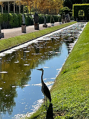 Schlossgarten Schwetzingen, Reiher am Kanal im Orangeriegarten