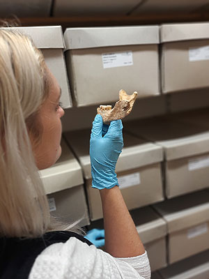 Die Forscherinnen untersuchen die 1.500 Jahre alten Zähne auf Fehlbildungen im Zahnschmelz, sogenannte Stressmarker. Foto: Harbeck, SNSB - Staatssammlung für Anthropologie München