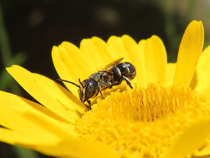 Die gemeine Löcherbiene ist weit verbreitet und auch in Gärten zu finden. Foto: Sebastian Görn