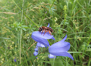 Die seltene "Braunschuppige Sandbiene" Andrena curvungula ist gefährdet. Foto: Sonia Bigalk